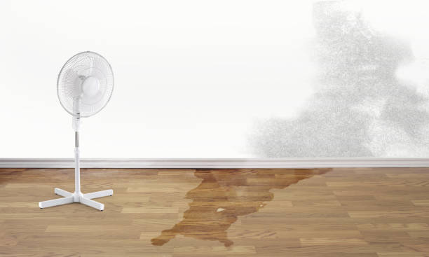 Best Water damage contractors near me  in Wayzata, MN